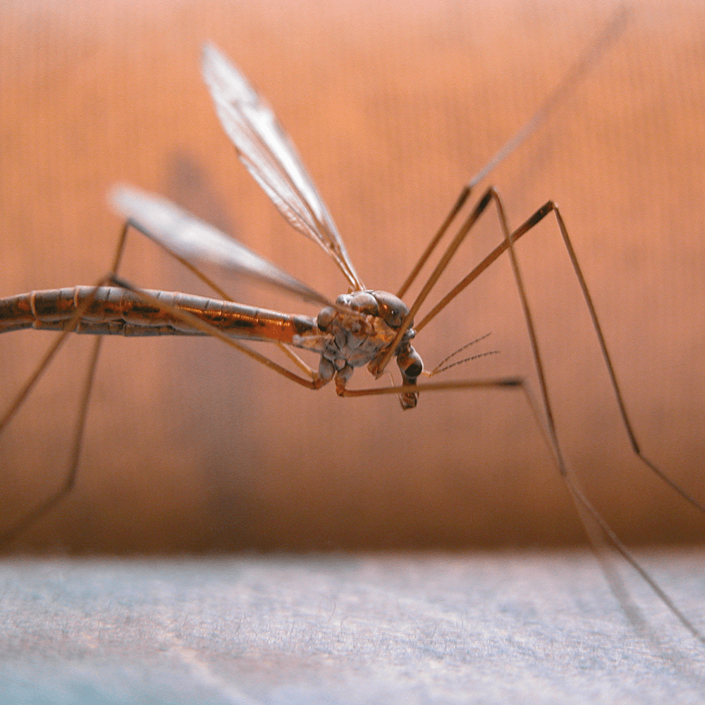 HGX tegen muggen en vliegen